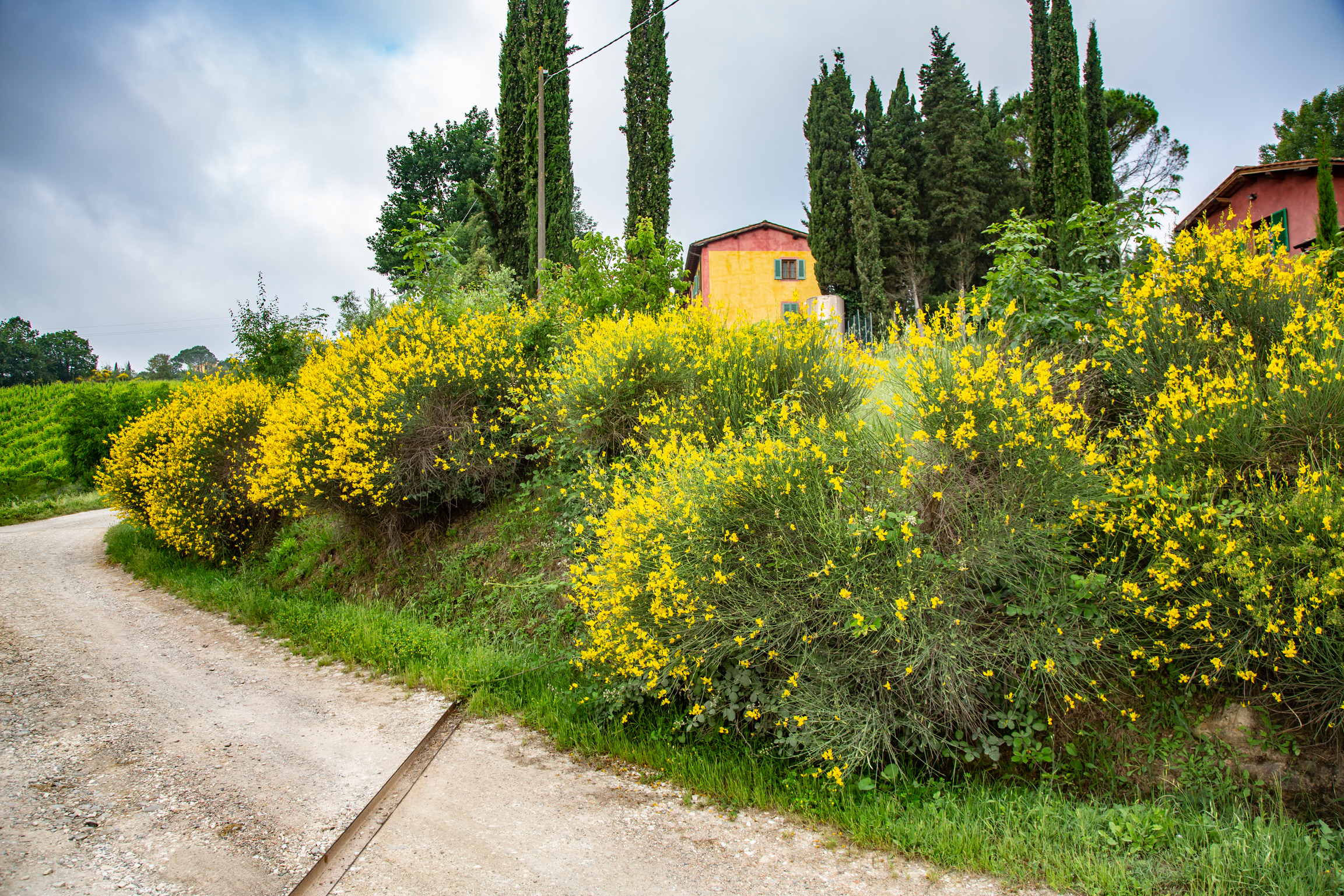 Wijngaard in Toscane