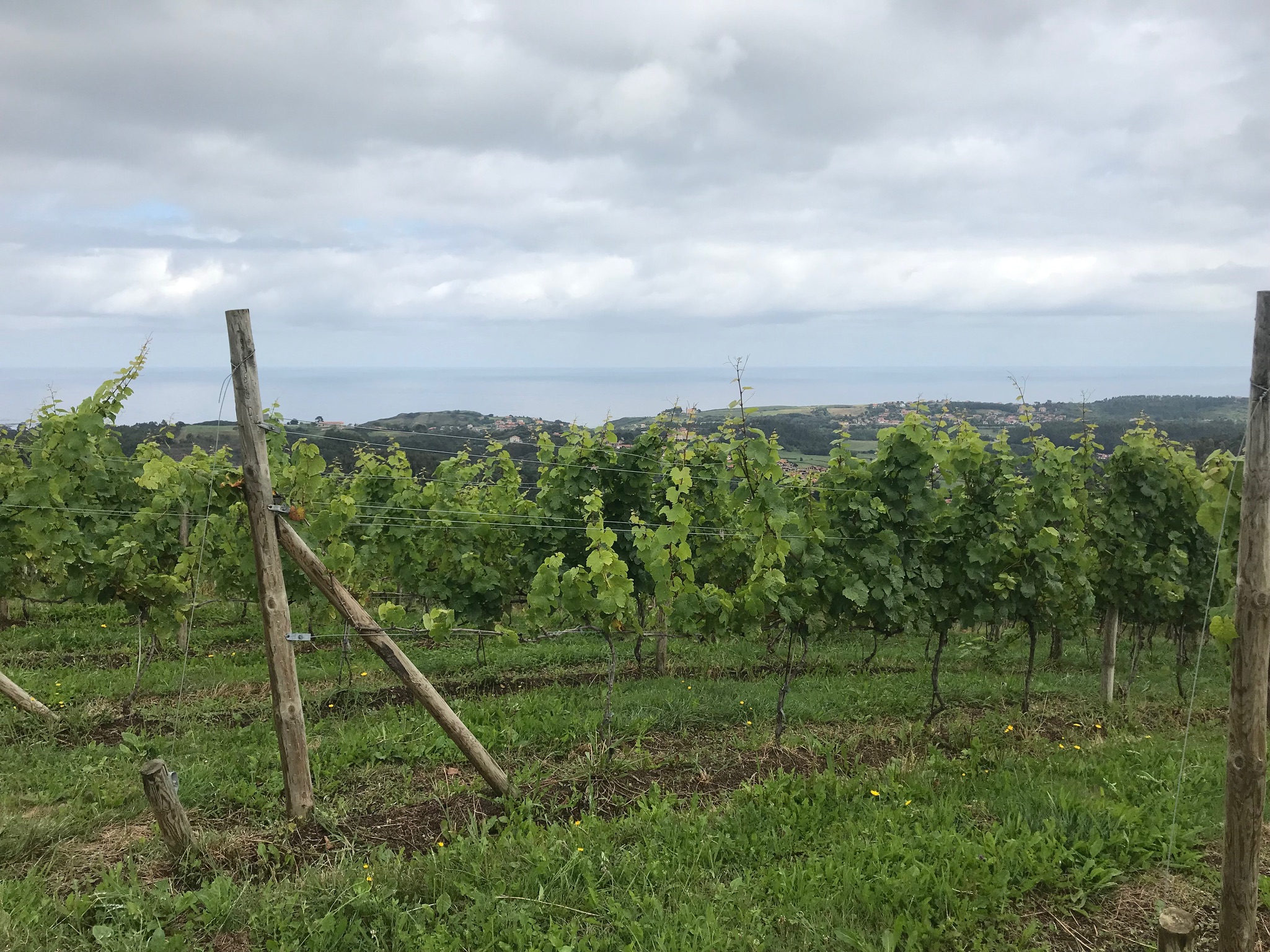 Pago Finca Élez